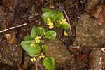 Roundleaf yellow violet